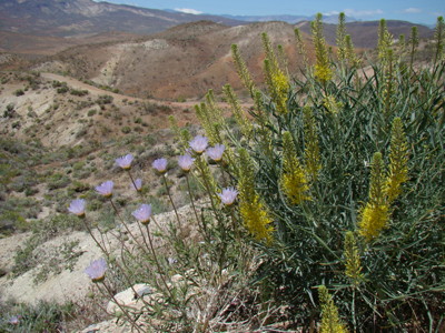 Mojave Aster and Prince's Plume, El Paso Mountains
