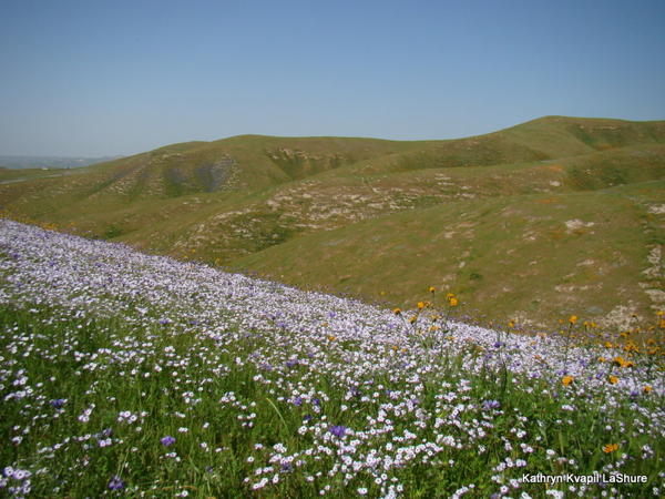 Breckenridge Mountain wildflowers