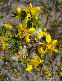 Creosote+bush+flower