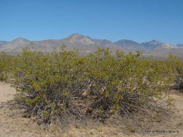 Creosote Ring and Owens Peak