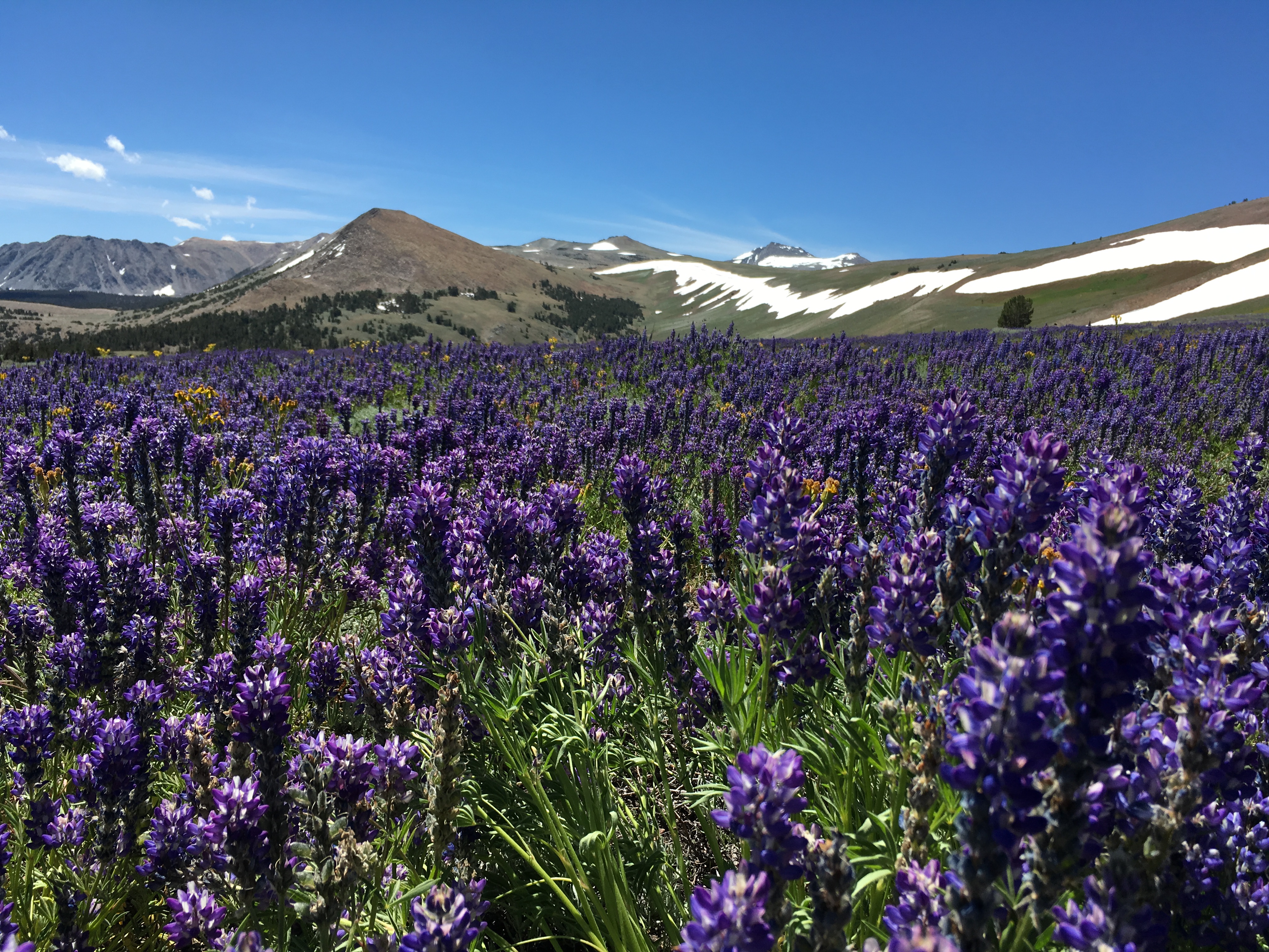 Lupine on Coyote Plateau