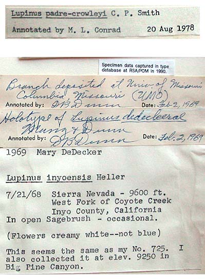 Lupinus padre-crowleyi Herbarium Card