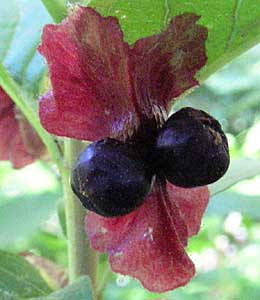 Twinberry Honeysuckle