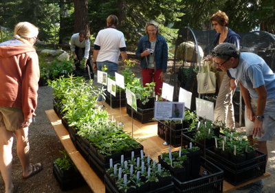 Mammoth Native Plant Sale