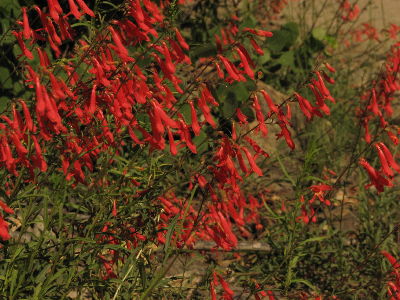 Scarlet Penstemon