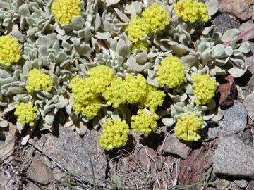 Oval-leaved Buckwheat