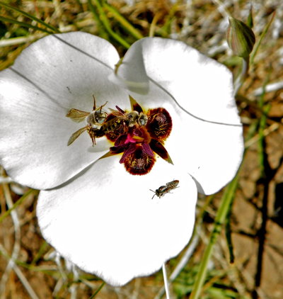 Calochortus excavatus - Inyo County Star Tulip